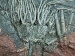/ Inch Moroccan Crinoid #4022-2